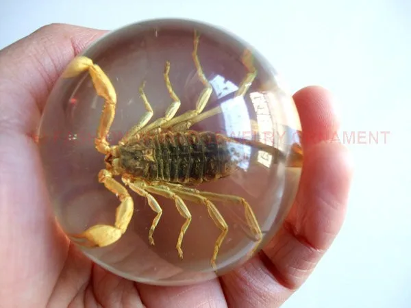 Details about   Insect Cabochon Golden Scorpion Oval 30x40 mm on yellow bottom 5 pieces Lot